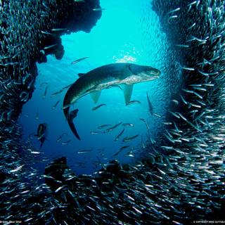 Atlantic tarpon wallpaper