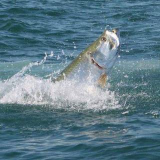 Atlantic tarpon wallpaper