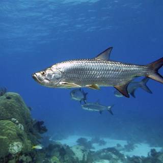 Atlantic tarpon wallpaper