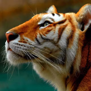 Golden tiger wallpaper
