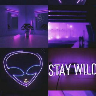 Stay wild aesthetic wallpaper