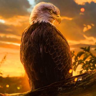 Bald Eagle sunset wallpaper