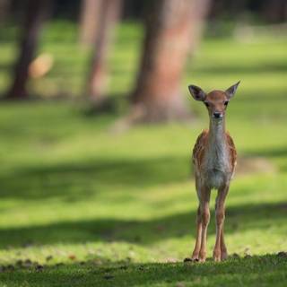 Spring deer wallpaper