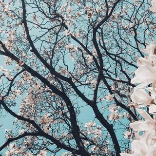 Aesthetic spring flower wallpaper
