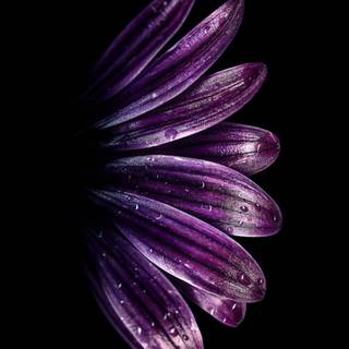 Flowers portrait amoled wallpaper