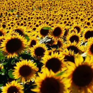 Bright sunflower wallpaper