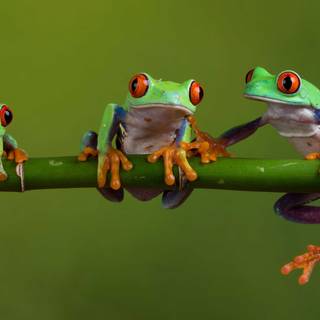 Frog aesthetic wallpaper