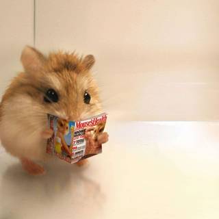 Staring hamster wallpaper