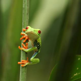 Frog aesthetic laptop wallpaper
