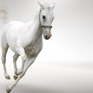 7 Running Horses black wallpaper