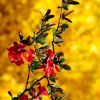 Vertical spring wallpaper