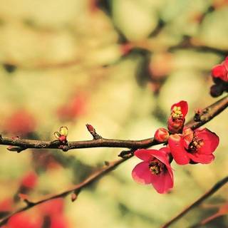 Spring portrait wallpaper