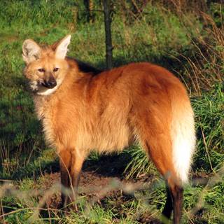 Maned wolf wallpaper