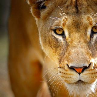 Wild predator wallpaper