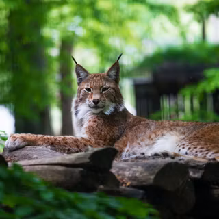 Wild predator wallpaper