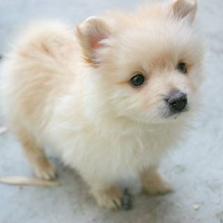 Pomeranian tiny wallpaper