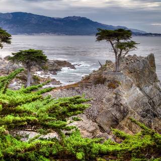Lone cypress wallpaper
