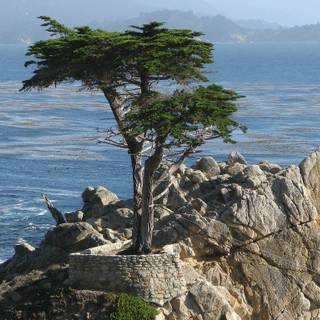 Lone cypress wallpaper