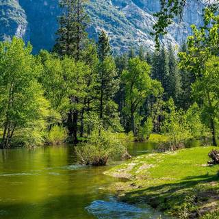 Spring forest wallpaper