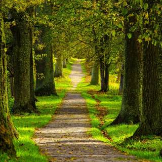 Spring forest wallpaper