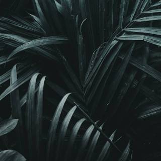 Dark leaves wallpaper