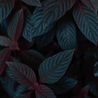 Dark leaves wallpaper