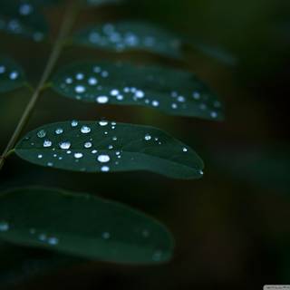 Dark leaves wallpaper