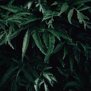 Dark leaves wallpaper