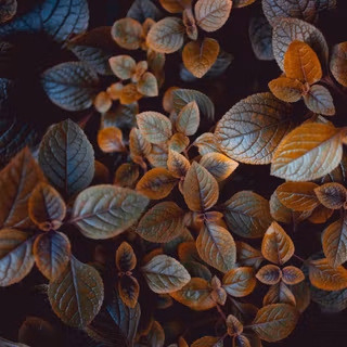 Dark leaves wallpaper