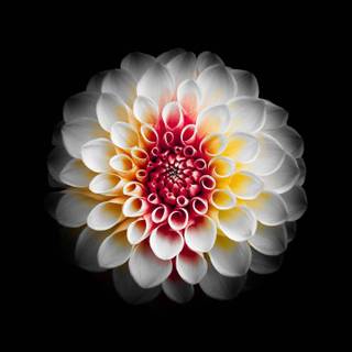 Amoled flowers 4k wallpaper