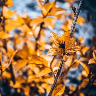 PicsArt editing wallpaper