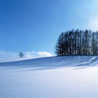 Magic of winter wallpaper