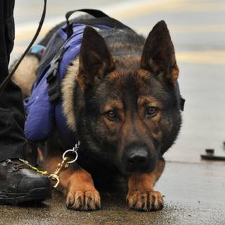 Baby K9 dog wallpaper