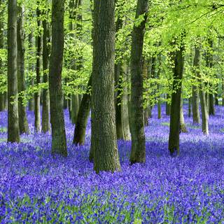 Woodland spring wallpaper
