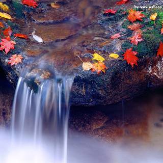 HD nature spring wallpaper