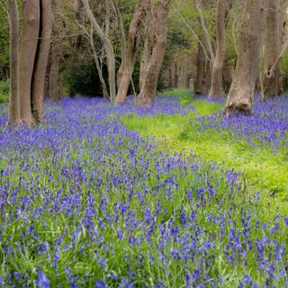 Woodland spring wallpaper