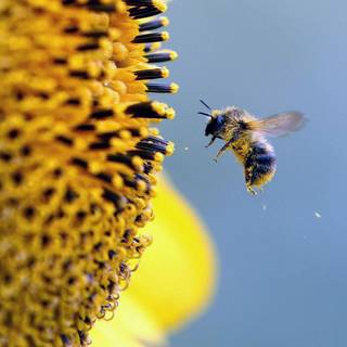 Spring bees wallpaper