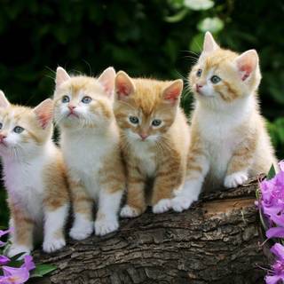 Kitten garden wallpaper