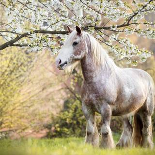 Horse spring wallpaper