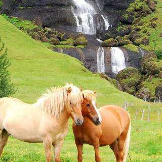 Horse spring wallpaper