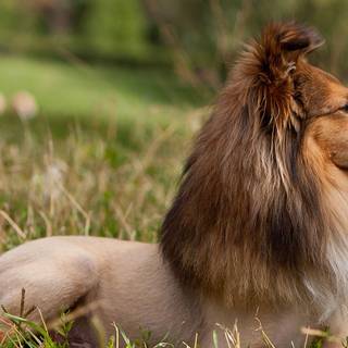 Funny haircut wallpaper