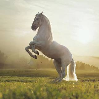 Horse spring wallpaper