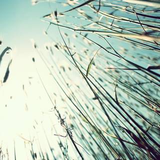 Minimal spring HD wallpaper