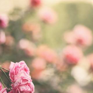 Spring flowers aesthetic wallpaper