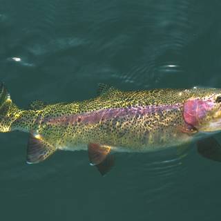 Rainbow fish wallpaper