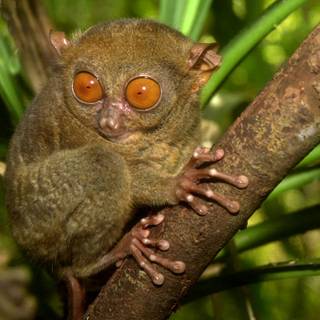 Tarsier wallpaper