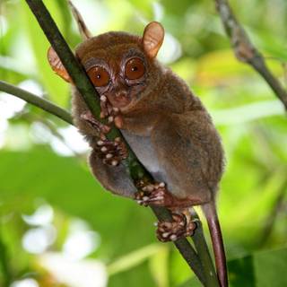 Tarsier wallpaper