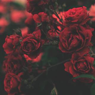 Roses are red wallpaper