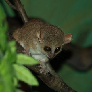 Bush baby wallpaper