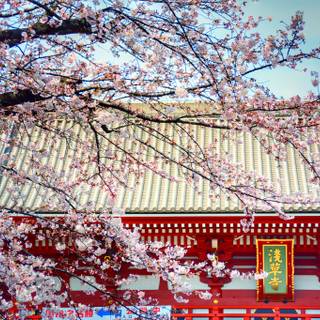 Spring landscape Japan wallpaper